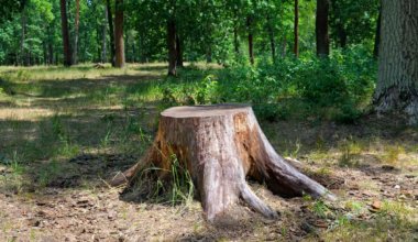 Stump grinders