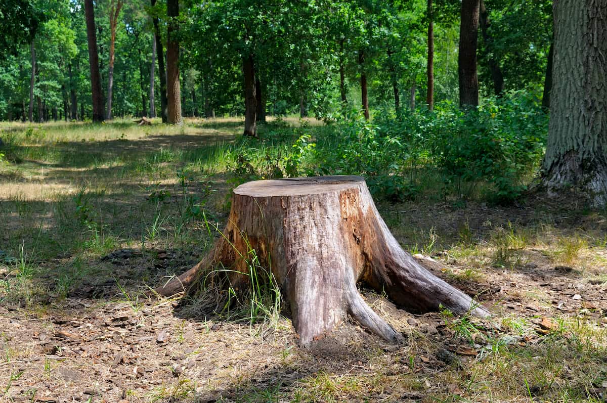 Stump grinders
