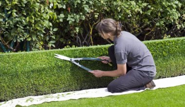 Topiary plants