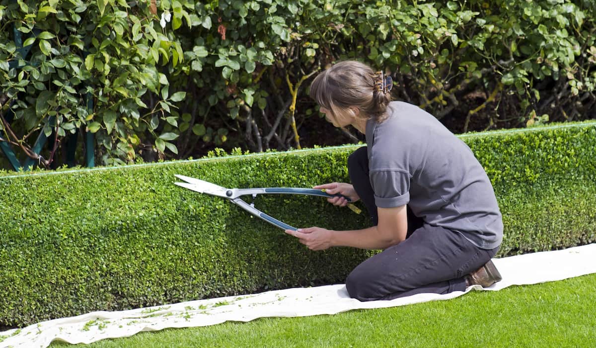 Topiary plants