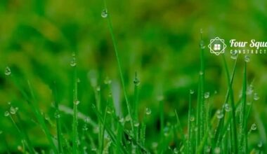 Healthy grass