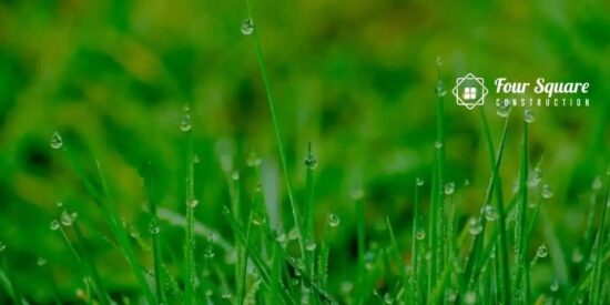 Healthy grass
