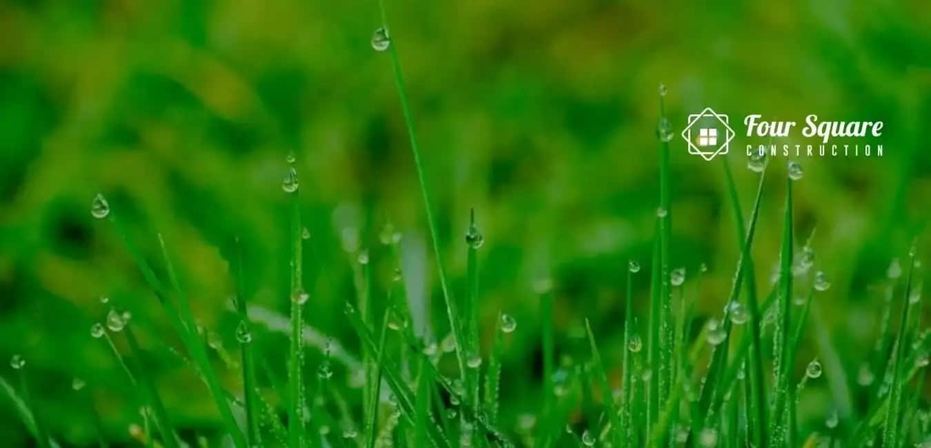 Healthy grass