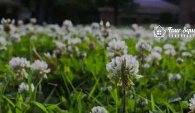 Weed control for lawns