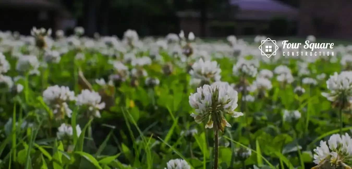 Weed control for lawns