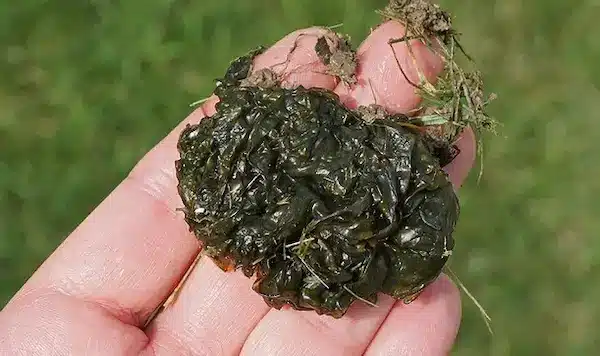 Identifying Nostoc