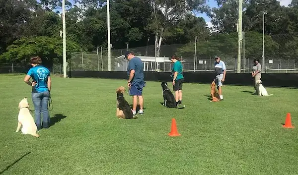 Training Your Dog To Respect The Boundaries
