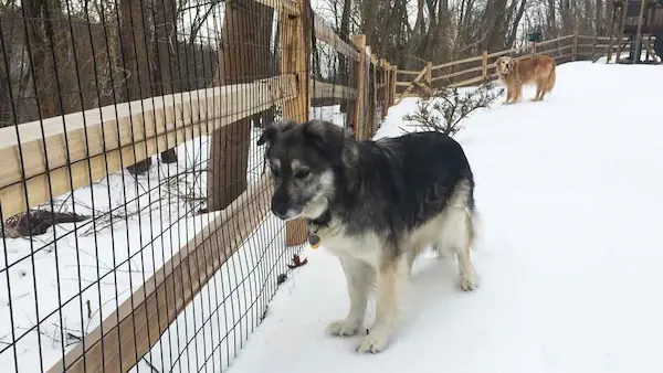 top types of fences Split Rail Dog Fence