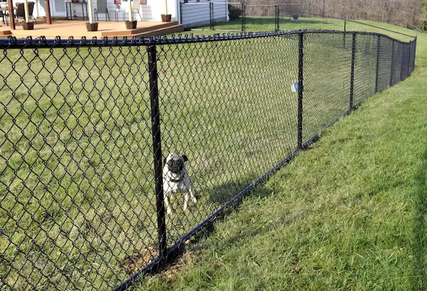 Chain Link Fence