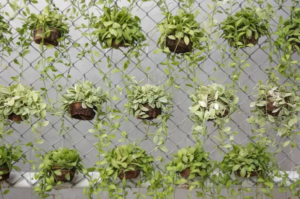 hanging garden on chain link fence