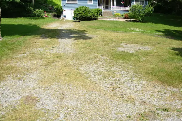 Gravel Driveway Gravel Driveway Overgrown With Grass